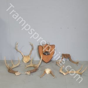 Assorted Small Antlers