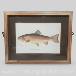 Rainbow Trout Picture